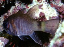 To FishBase images (<i>Apogon zebrinus</i>, Saudi Arabia, by Field, R.)