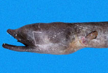 To FishBase images (<i>Aplatophis zorro</i>, Panama, by Robertson, R.)