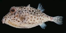 To FishBase images (<i>Kentrocapros aculeatus</i>, Hawaii, by Randall, J.E.)