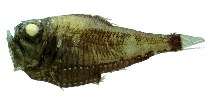 Image of Argyropelecus affinis (Pacific hatchet fish)