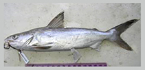 To FishBase images (<i>Arius africanus</i>, Kenya, by SAIAB)