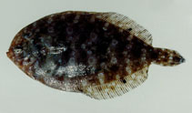 To FishBase images (<i>Arnoglossus aspilos</i>, Oman, by Hermosa, Jr., G.V.)