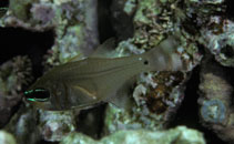 To FishBase images (<i>Archamia ataenia</i>, Indonesia, by Randall, J.E.)