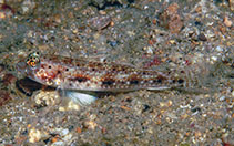 To FishBase images (<i>Arcygobius baliurus</i>, Philippines, by Allen, G.R.)
