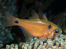 To FishBase images (<i>Archamia biguttata</i>, Indonesia, by Ryanskiy, A.)