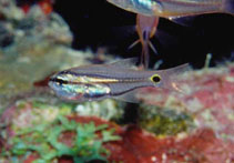 To FishBase images (<i>Archamia bilineata</i>, Saudi Arabia, by Field, R.)