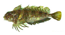 To FishBase images (<i>Archaulus biseriatus</i>, Russia, by Orlov, A.)