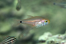 To FishBase images (<i>Archamia bleekeri</i>, Hong Kong, by Marco Chan@114°E Hong Kong Reef Fish Survey)