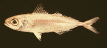 To FishBase images (<i>Ariomma bondi</i>, Trinidad Tobago, by Ramjohn, D.D.)