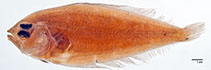To FishBase images (<i>Bothus brunneus</i>, Philippines, by Sandra J. Raredon / Smithsonian Institution, NMNH, Div. of Fishes)