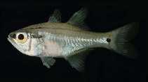 To FishBase images (<i>Archamia buruensis</i>, Indonesia, by Randall, J.E.)