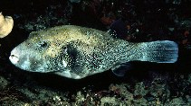 To FishBase images (<i>Arothron caeruleopunctatus</i>, Indonesia, by Randall, J.E.)