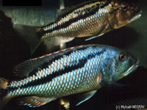 To FishBase images (<i>Aristochromis christyi</i>, by Negrini, M.)
