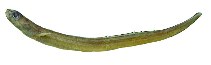 Image of Ariosoma coquettei 