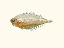 To FishBase images (<i>Arnoglossus dalgleishi</i>, by CSIRO)