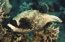 To FishBase images (<i>Arothron diadematus</i>, by Randall, J.E.)