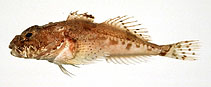 To FishBase images (<i>Artediellus dydymovi dydymovi</i>, Japan, by Suzuki, T.)