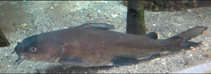Image of Ariopsis felis (Hardhead sea catfish)