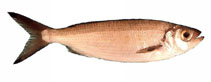 To FishBase images (<i>Arripis georgianus</i>, Australia, by Good, P.)