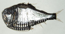 Image of Argyropelecus gigas (Hatchetfish)