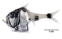 To FishBase images (<i>Argyropelecus hemigymnus</i>, Brazil, by Fischer, L.G.)
