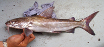 To FishBase images (<i>Arius heudelotii</i>, Ivory coast, by Alvheim, O./Institute of Marine Research (IMR))