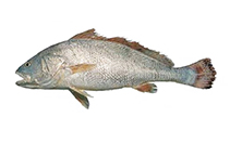 To FishBase images (<i>Argyrosomus hololepidotus</i>, Iran, by Hashemi, S.)