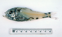 To FishBase images (<i>Argyripnus iridescens</i>, Australia, by Graham, K.)
