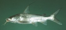 Image of Arius jella (Blackfin sea catfish)