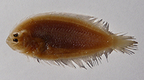 To FishBase images (<i>Arnoglossus kessleri</i>, Italy, by Poggiani, L.)