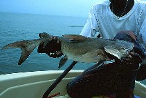 To FishBase images (<i>Arius latiscutatus</i>, Gambia, by JJPhoto)