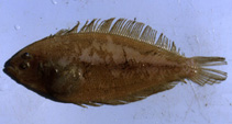 To FishBase images (<i>Arnoglossus laterna</i>, Germany, by Piepiorka, S.)