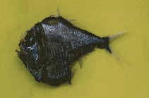 To FishBase images (<i>Argyropelecus lychnus</i>, Trinidad Tobago, by Ramjohn, D.D.)
