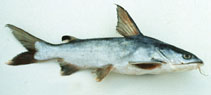 To FishBase images (<i>Arius maculatus</i>, by Gloerfelt-Tarp, T.)