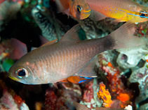 To FishBase images (<i>Archamia macroptera</i>, Indonesia, by Ryanskiy, A.)