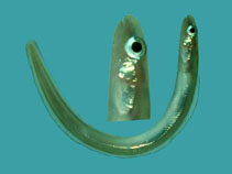 Image of Ariosoma megalops 