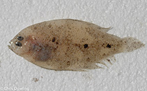 To FishBase images (<i>Arnoglossus micrommatus</i>, Australia, by Dowling, C.)