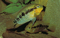 To FishBase images (<i>Herotilapia multispinosa</i>, by DATZ)