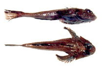 To FishBase images (<i>Artediellichthys nigripinnis</i>, Russia, by Orlov, A.)