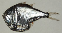 To FishBase images (<i>Argyropelecus olfersii</i>, by Dolgov, A.)