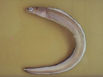 To FishBase images (<i>Ariosoma opistophthalmum</i>, Brazil, by Carvalho Filho, A.)