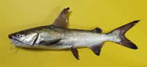 Image of Carlarius parkii (Guinean sea catfish)