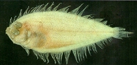 To FishBase images (<i>Arnoglossus polyspilus</i>, Chinese Taipei, by Shao, K.T.)