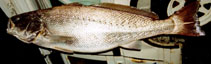To FishBase images (<i>Argyrosomus regius</i>, France, by IGFA)