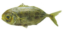 To FishBase images (<i>Ariomma regulus</i>, by JAMARC)