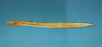 To FishBase images (<i>Ariosoma selenops</i>, by NOAA\NMFS\Mississippi Laboratory)