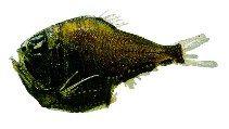 To FishBase images (<i>Argyropelecus sladeni</i>, by JAMARC)