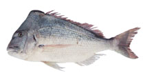 Image of Argyrops spinifer (King soldierbream)