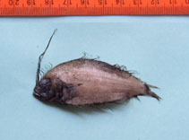 To FishBase images (<i>Arnoglossus tapeinosoma</i>, India, by A. Biju Kumar)