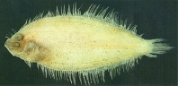 Image of Arnoglossus tenuis (Dwarf lefteye flounder)
